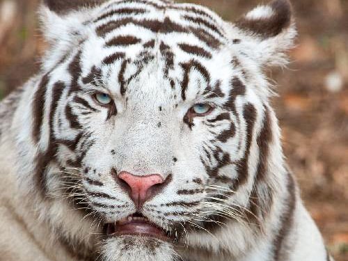 ROSMIMAN®: Cutting-edge technology for the Zoo & Aquarium Public Institution in Al Ain (UAE)