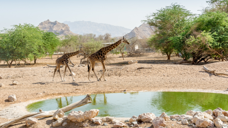 Assets & Facilities Maintenance Management for the Zoo & Aquarium Public Institution in Al Ain, UAE.